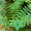 Red River Gorge, June 18, 2010